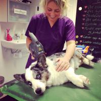 Trattamento di un cane con il dispositivo Charlie Orange | Heidi Bye Svartangen