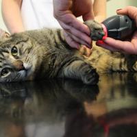 Le chat pendant le traitement avec Mphi Vet Orange