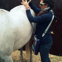MLS Laser Therapy treatment for horses with Charlie Orange