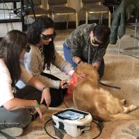 ATAV Cremona Course - MLS Laser Therapy Application with M-VET