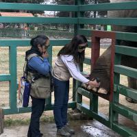 Laser bei Elefanten - Zoo Parque Ecologico Zacango, Mexiko