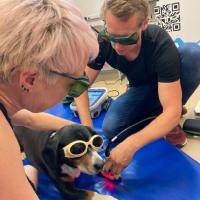 Corso M-VET laser - Physiodog Academy