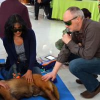 Cours Thérapie Laser MLS sur chien, Mexique