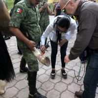 Cours Laser MLS sur chevaux, Mexique