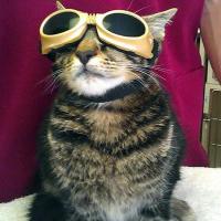 ARLnow - MLS Laser Therapy for cats