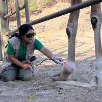 Laser Treatment with M-VET for a Giraffe - Mexico