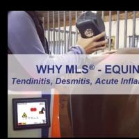 Webinar Equine MLS Laser for Tendinitis 2020