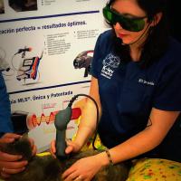 Mphi Vet practical course - Colombia online course