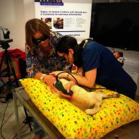 Mphi Vet practical course - Colombia online course