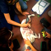 Device training laser Mphi Vet - Costa Rica