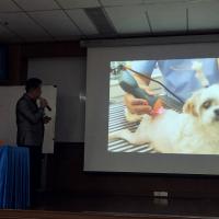 Laserterapia MLS : rehabilitación acupuntura, animales exóticos, tratamiento de heridas y estomatitis