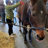 Laser therapy training for horses with M-VET