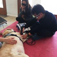 HQ ASA: training MLS® a veterinarios asiáticos