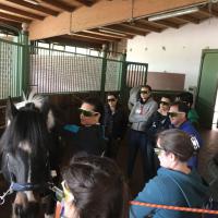 Laserterapia MLS® ed equini a Castelnuovo del Garda