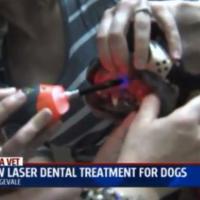FOX40 | MLS® for pets dental care