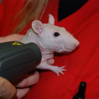 Jerry, fancy hairless rat with skin lesion