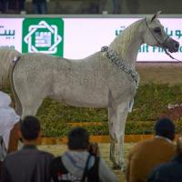 Jouna Al Naïf en Kuwait International Arabian Horse Festival