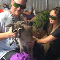 Thérapie laser MLS pour les kangourous avec des blessures