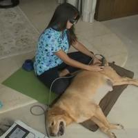 Labrador during MLS Laser Therapy treatment