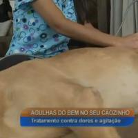 Un perro Labrador durante el tratamiento con la Laserterapia MLS