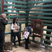 MLS-Laser bei Elefanten - Zoo Parque Ecologico Zacango, Mexiko