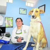 Dr Vanesa Terán - MLS® Laser Therapy for pets