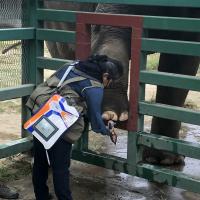 MLS-Lasertherapie mit Mphi Vet Orange bei Elefanten - Zoo Parque Ecologico Zacango, Mexiko