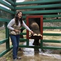 MLS-Lasertherapie bei Elefanten - Zoo Parque Ecologico Zacango, Mexiko