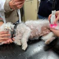 Master Sports Medicine and Dog Rehabilitation - M-VET laser application