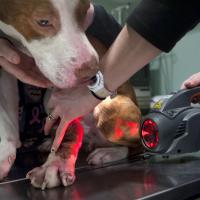 MLS Laser Therapy for Chuck with Charlie, Mphi Vet