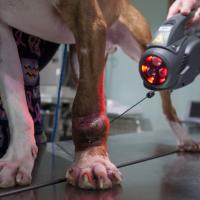 Laserterapia MLS para Chuck con Charlie, Mphi Vet