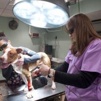 MLS Laser Therapy for Chuck with Charlie, Mphi Vet