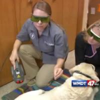 Traitement de thérapie laser MLS pour chien avec Mphi Vet laser