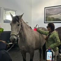 Entraînement laser M-VET pour chevaux @ Francoforte
