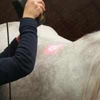 Trattamento di Laserterapia MLS per cavalli