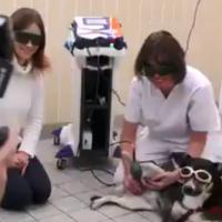 Zentrum für Tiermobilität | Mphi Vet Orange Laser Therapy