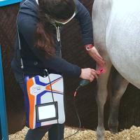 Laserpunkturbehandlung mit Mphi Equine Orange