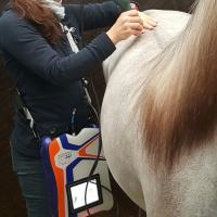 Traitement Laser pour chevaux avec Mphi Equine Orange