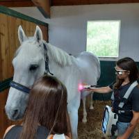 Trattamento laserterapia MLS per cavalli - workshop ASAlaser