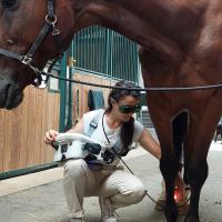 Traitement au laser MLS des tendinites chez le cheval - Training Circolo Ippico l'Écurie