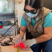 Trattamento laser M-VET per IVDD in un serpente