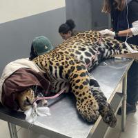 Trattamento laser M-VET per artrosi in un giaguaro