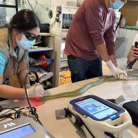 Trattamento laser M-VET per IVDD in un serpente