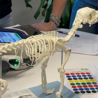 Formazione punti agopuntura per laserpuntura M-VET