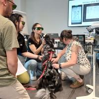 Formazione pratica laserpuntura M-VET