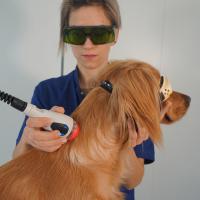 M-VET Lasertherapie Behandlung