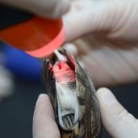 MLS Laser Therapy treatment for sea turtle