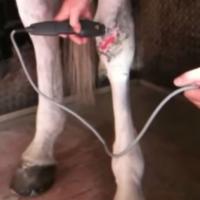 Obelix, cheval avec blessure traumatique sur le jarret