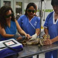 Trome.pe: thanks to MLS® Laser Therapy, Pepito can walk again after severe burns