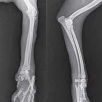 Left forelimb Radiography performed after the trauma